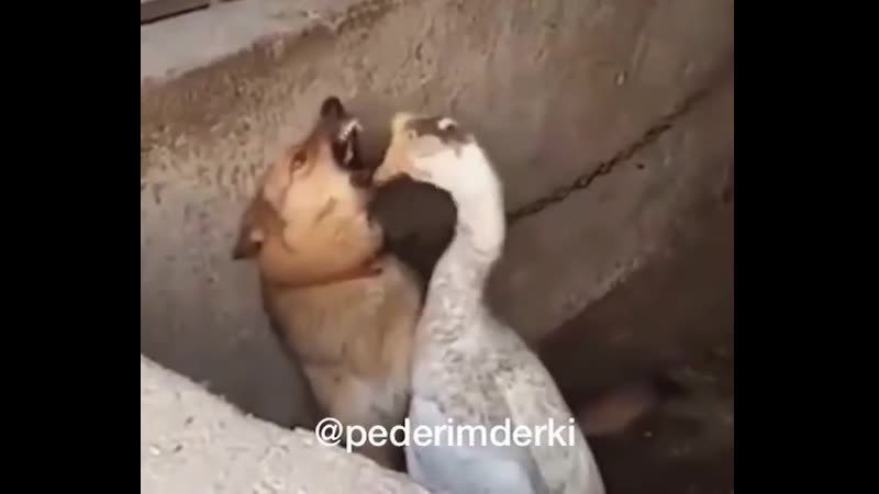 Buda ağzunun içini yerüm olayı