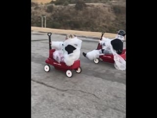 Lil dicks большие холмы и большие медицинские счета😂