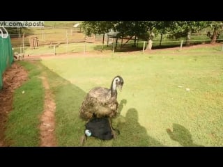 Страус эму занимается сексом с сумкой фотографа / emu has sex with my camera bag