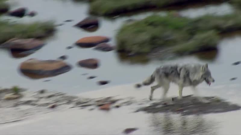 Nat geo wild дикая природа америки горы (1080р)