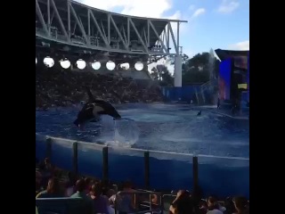 Who loves shamu???!! #seaworld