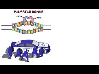 9 somatic hypermutation and affinity maturation