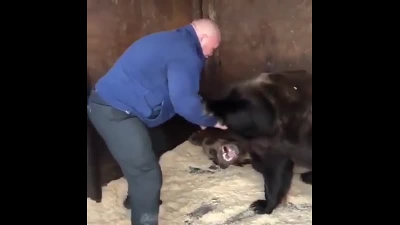 Заборол медведя