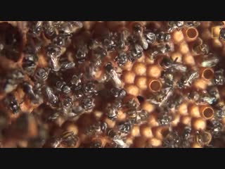 See the unique spiral hives of the australian stingless bee national geographi