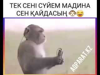 Ай мадина саған бәрі ғашық rolling on the floor laughing бұл маймылдың аты ержан әзіл лучшие видео black right pointing do