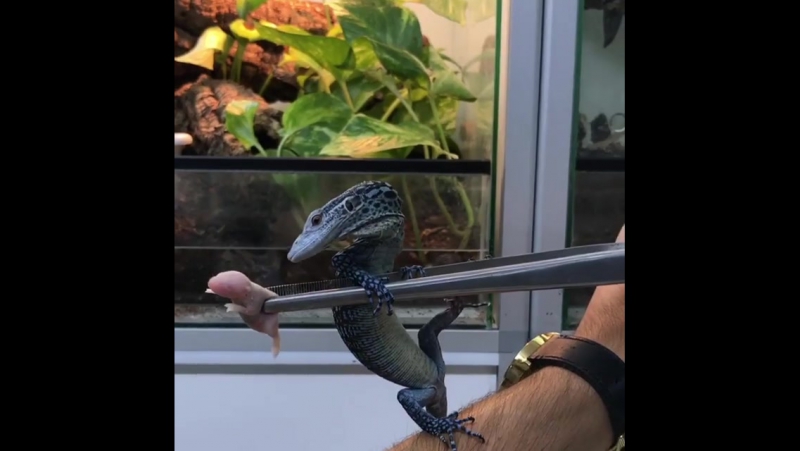 Уи, усняшка