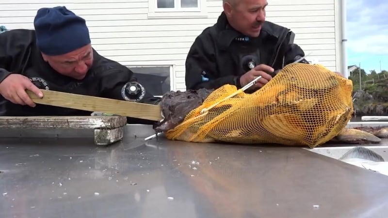 Нападение морского черта на дайвера