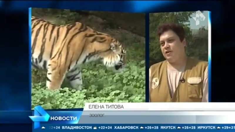 Во всем мире отмечается день тигра