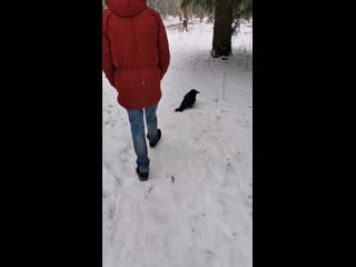 Live таксидермия