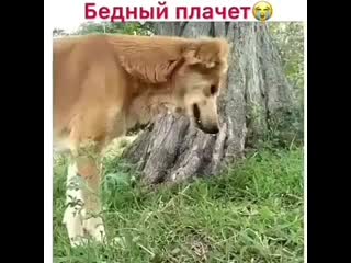 Бедняга плачет