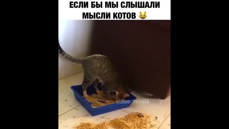 Вот так шерстяные о нас и думают 😂