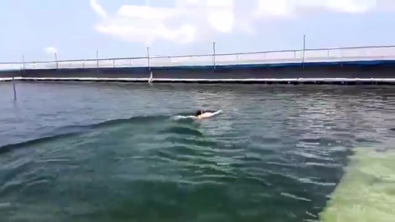 Плавает с дельфином