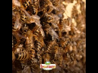 Видео от buram honey