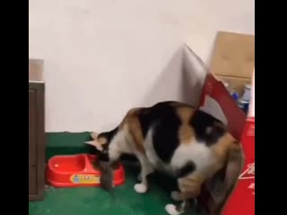 Кошечка кормит мышек ))