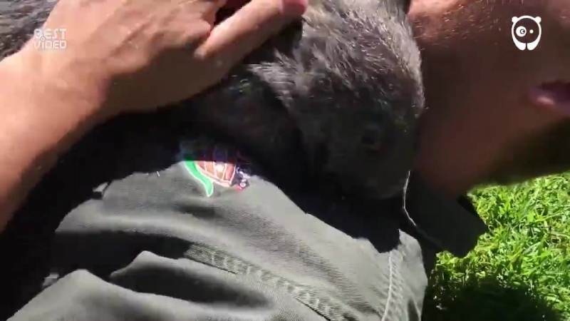 Австралийская "собачка"