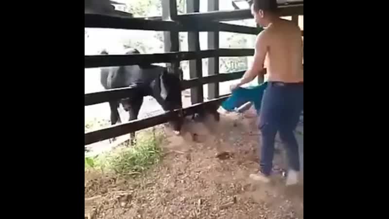 Подразнил бычка