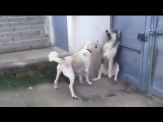 Заступилась за щенков