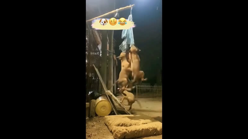 Видео приколы шерстяные прищепки