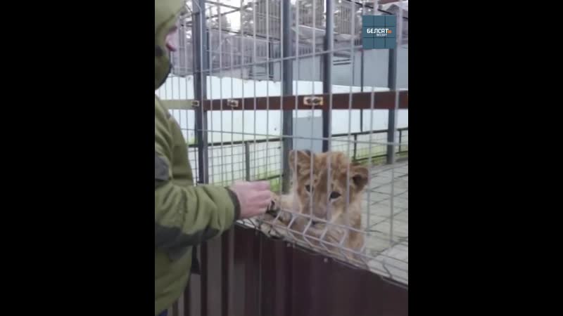 У расеі задумаліся аб правах жывёлаў?