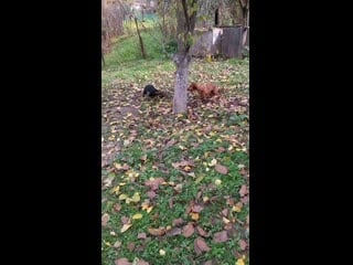 Vid 20201104 121602 mp4