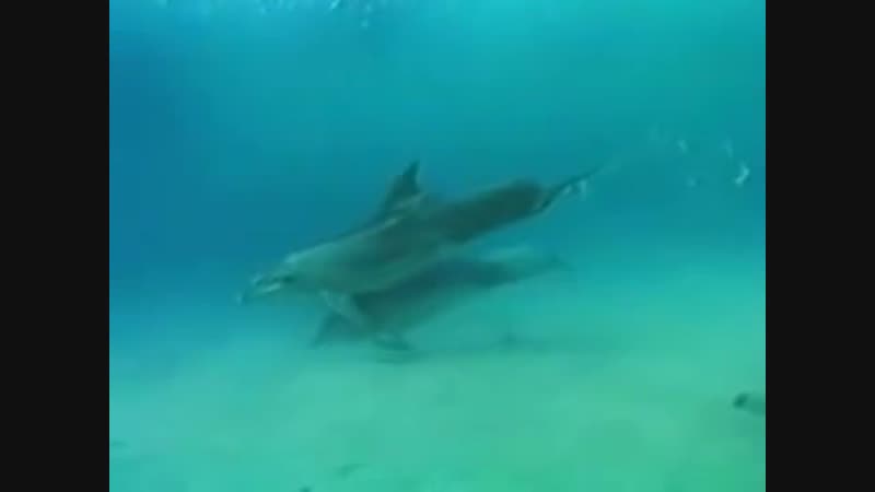 пизда дельфина
