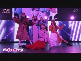 190206 iz*one japan debut showcase izone (아이즈원) neko ni naritai