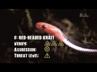 05 самые опасные змеи малайзии / the most dangerous snakes of malaysia