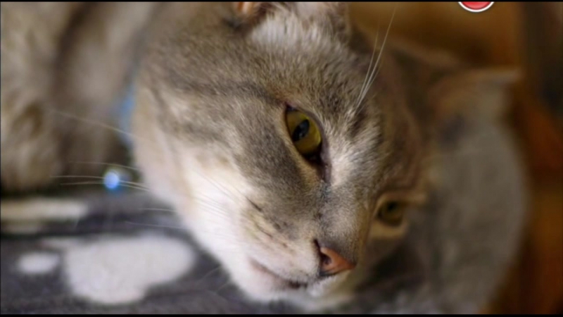 Bbc кошачьи тайны / cat watch 2014 the new horizon experiment, 1 серия из 3