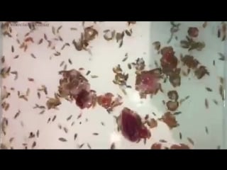 Sea lice feast on fresh meat in australia after teenager left bloodied – video