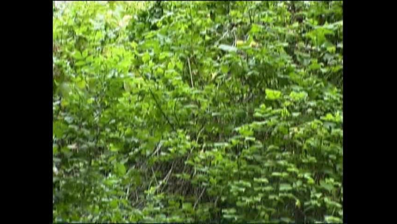 Galitsin 004 forest nymphs (katerina olesia)