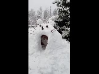 I built my cat an igloo he was not impressed