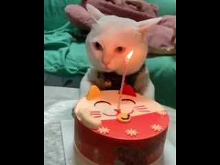 Thanks a bunch hooman!