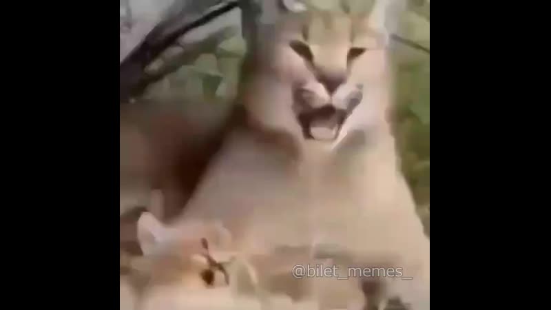 😸шлепа c сыном полюбили гачи♂️