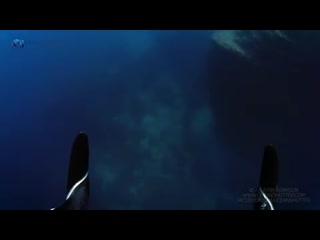 The mantas in socorro are special they love interacting with divers this one let me swim above it filming its graceful movemen