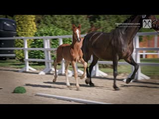Verden auction online foals may 13 to 16 no 1 so one by so unique diamond hit (1) mp4