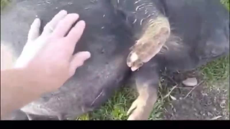 Метнулся кабанчиком