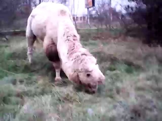 Ебать верблюд гонит