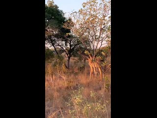 Крити отдыхаем в замбии со своей командной
