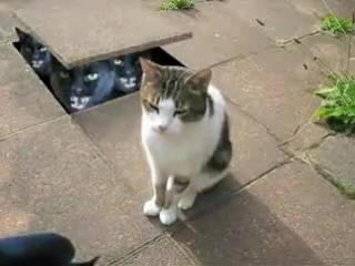 Cyriak meow mix