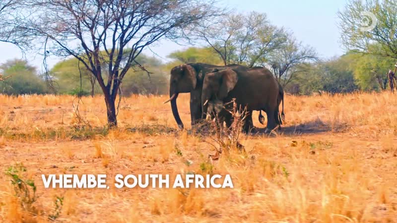 Голые, напуганные и одинокие | discovery