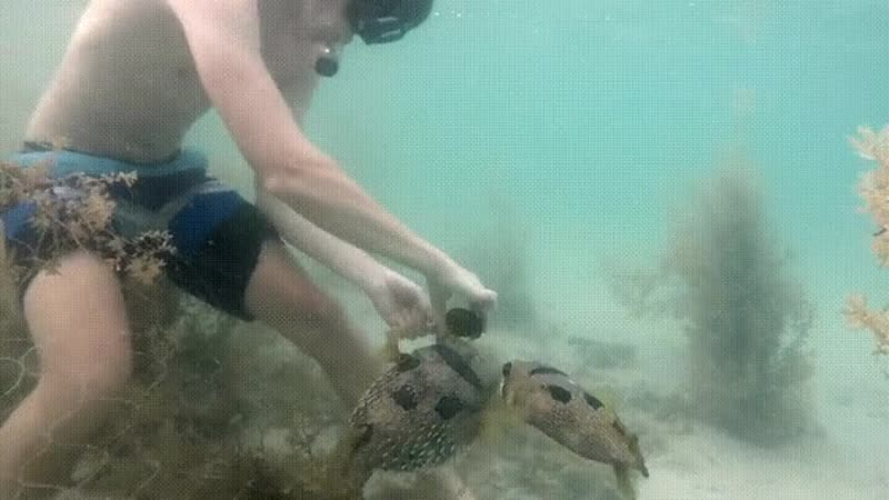 Иглобрюх остается рядом с другом