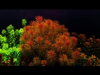 Dutch style planted tank 720 liters