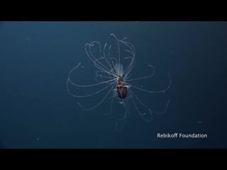 [science magazine] first footage of deep sea anglerfish pair