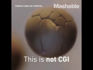 Stunning time lapse of an egg's cell division will leave you in awe