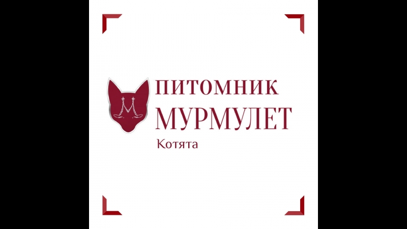 Котенок #ликой на осмотре в кабинете ветеринара