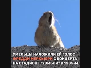 Пищуха меркьюри