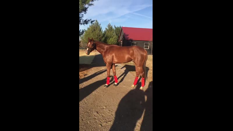 Honor porn video – Code of honor is loving his turn out time in kentucky!