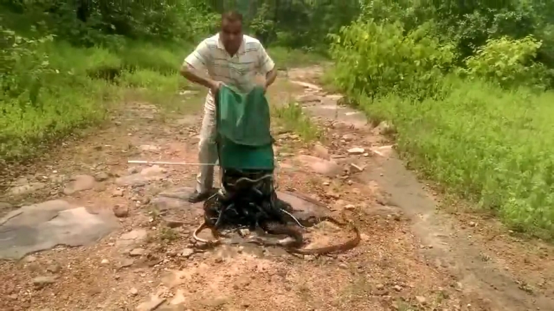 Змеелов выпускает на волю пойманных змей