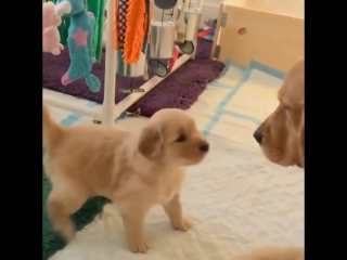 Golden retriever puppy wants to play with his mom