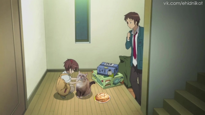 Kotik kotik webm